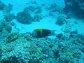 2008-05-14 (1) --- Stretto di Tiran - Gordon Reef --- CIMG0985